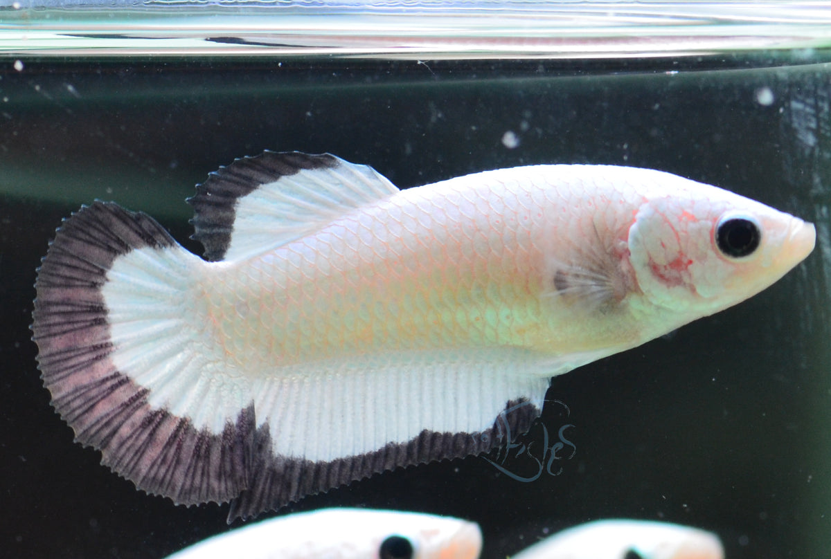 Copper Rim HMPK Female