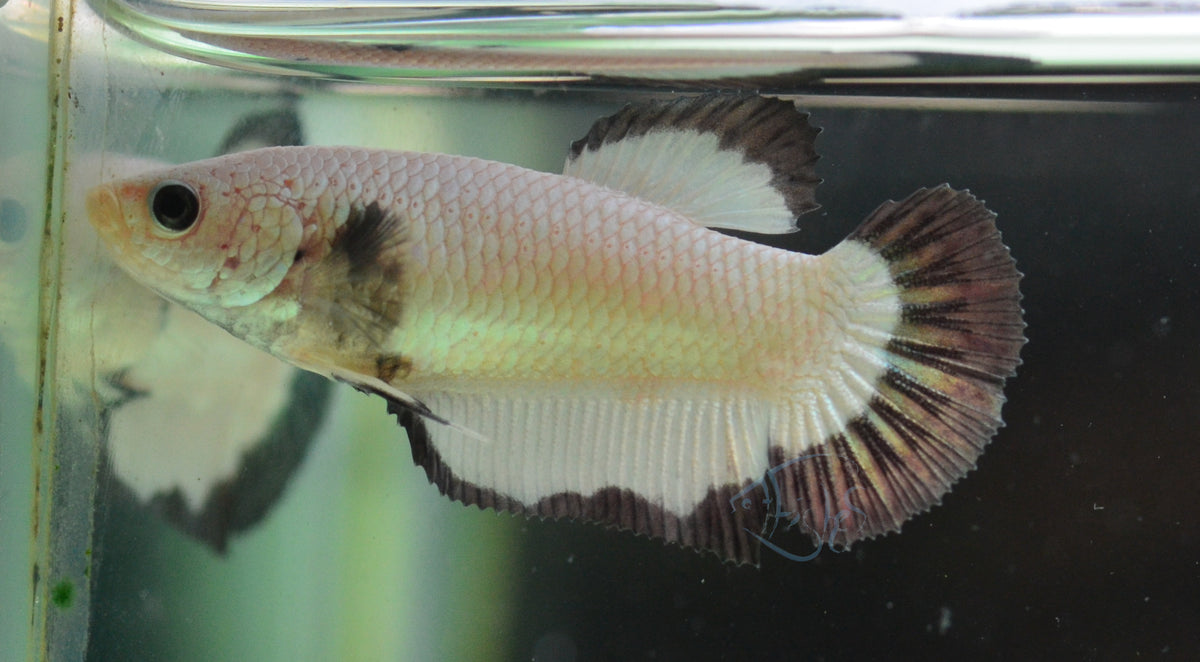 Copper Rim HMPK Female