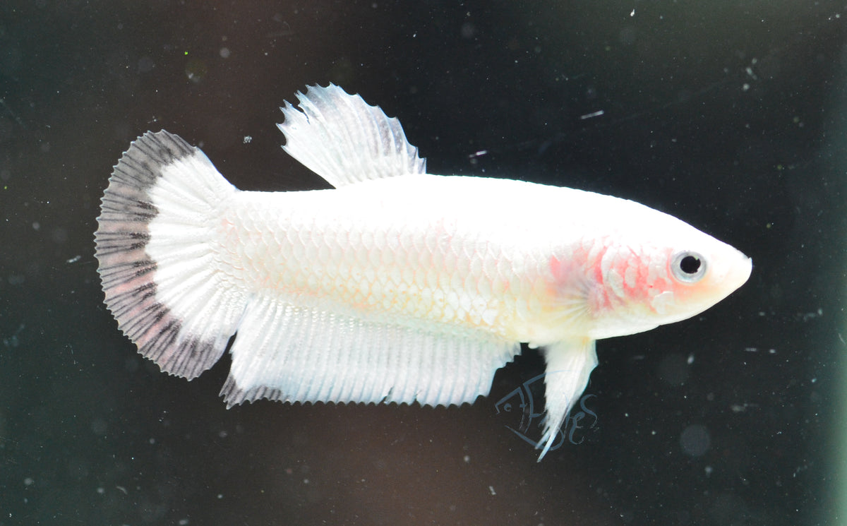 Copper Rim HMPK Female