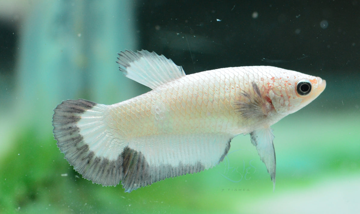 Copper Rim HMPK Female