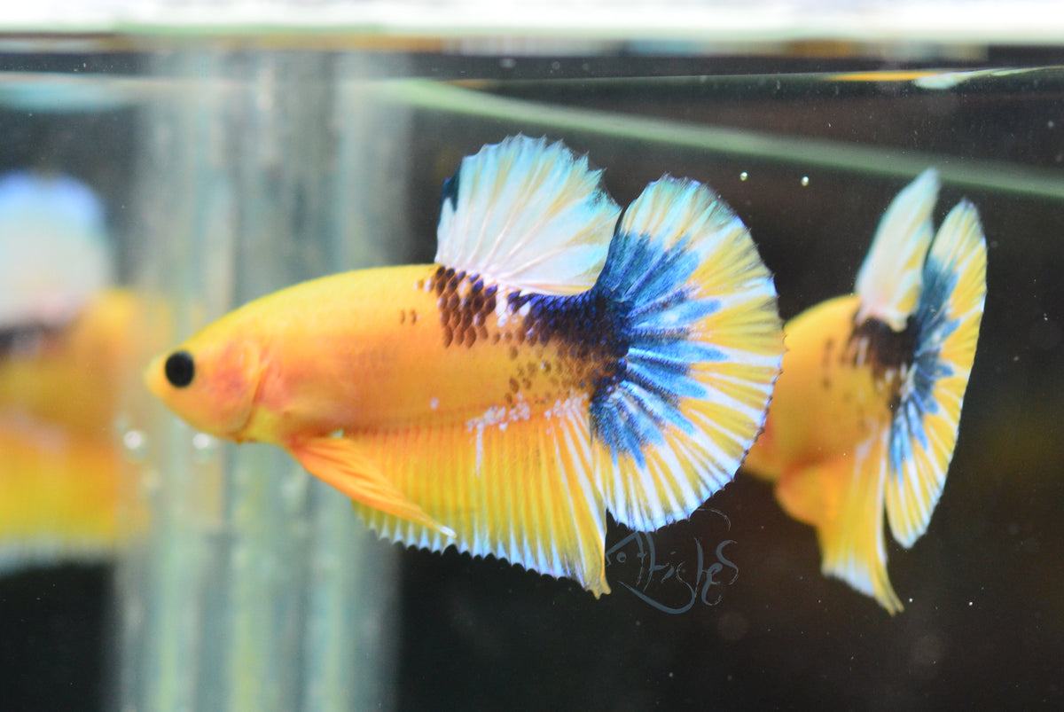 Yellow Hellboy HMPK Male