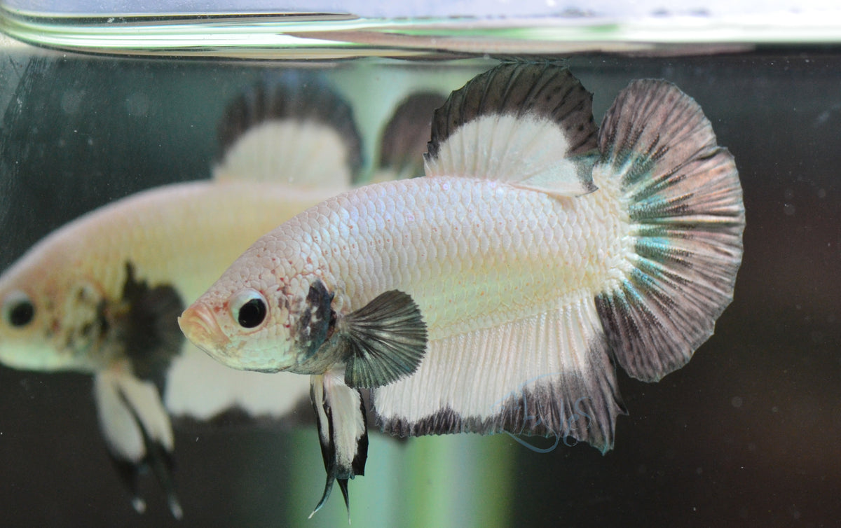 Copper Rim HMPK Male