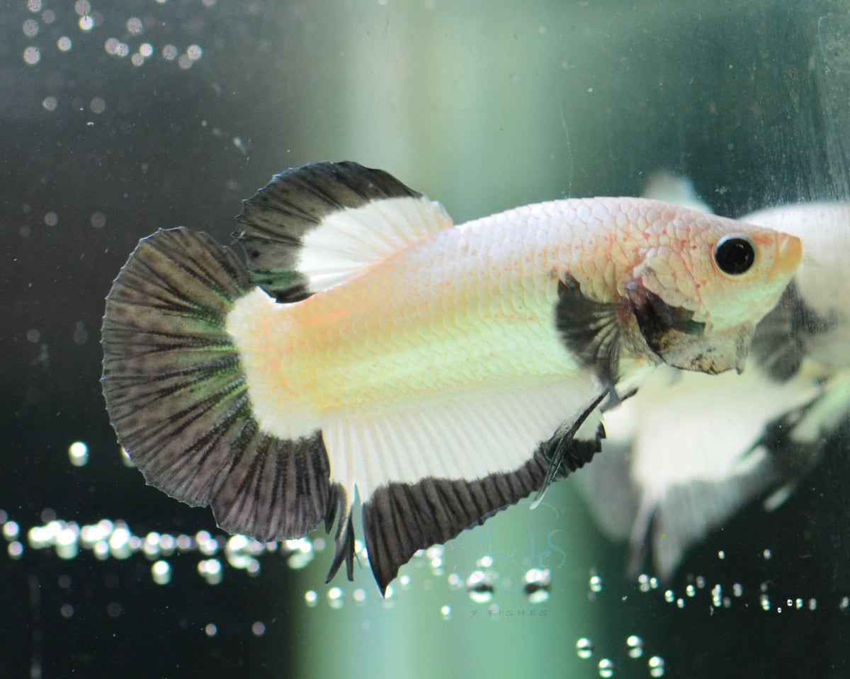 Copper Rim HMPK Male