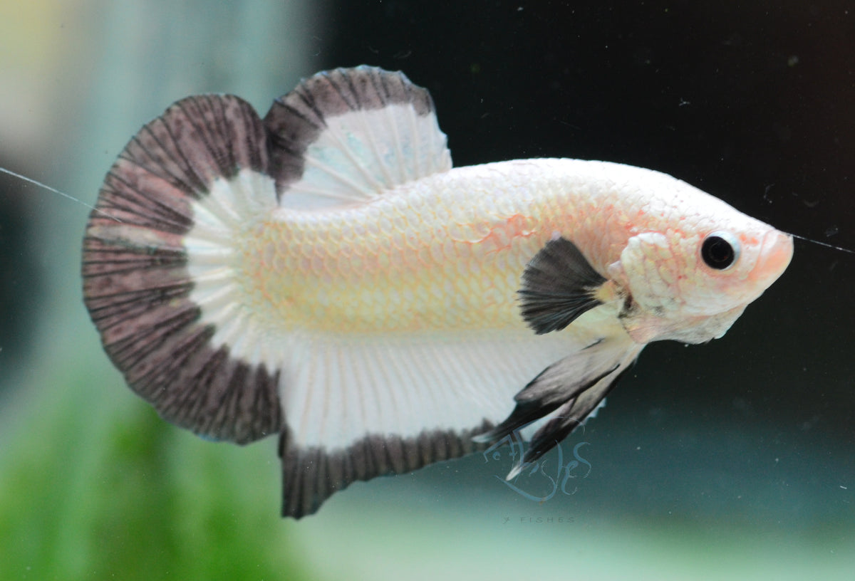 Copper Rim HMPK Male
