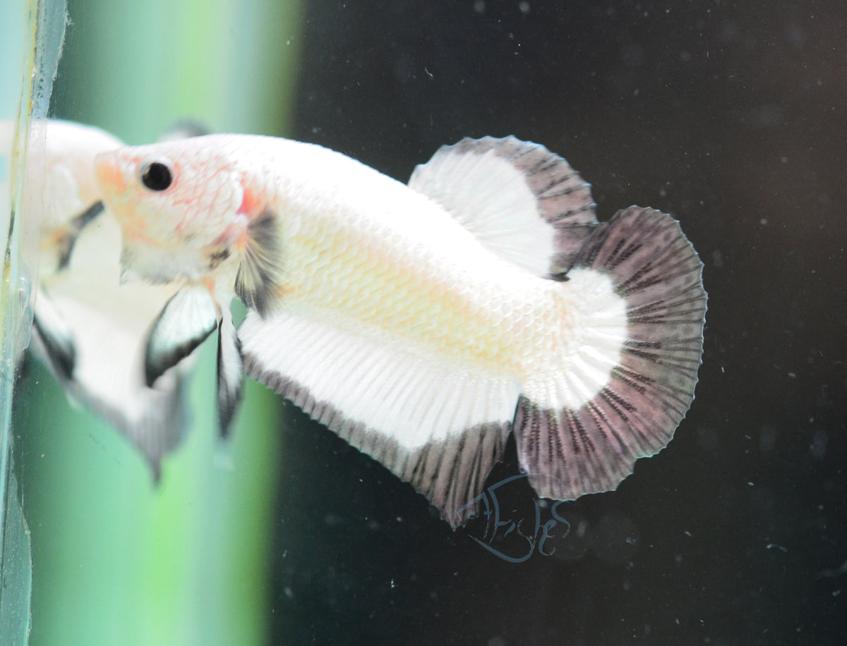 Copper Rim HMPK Male