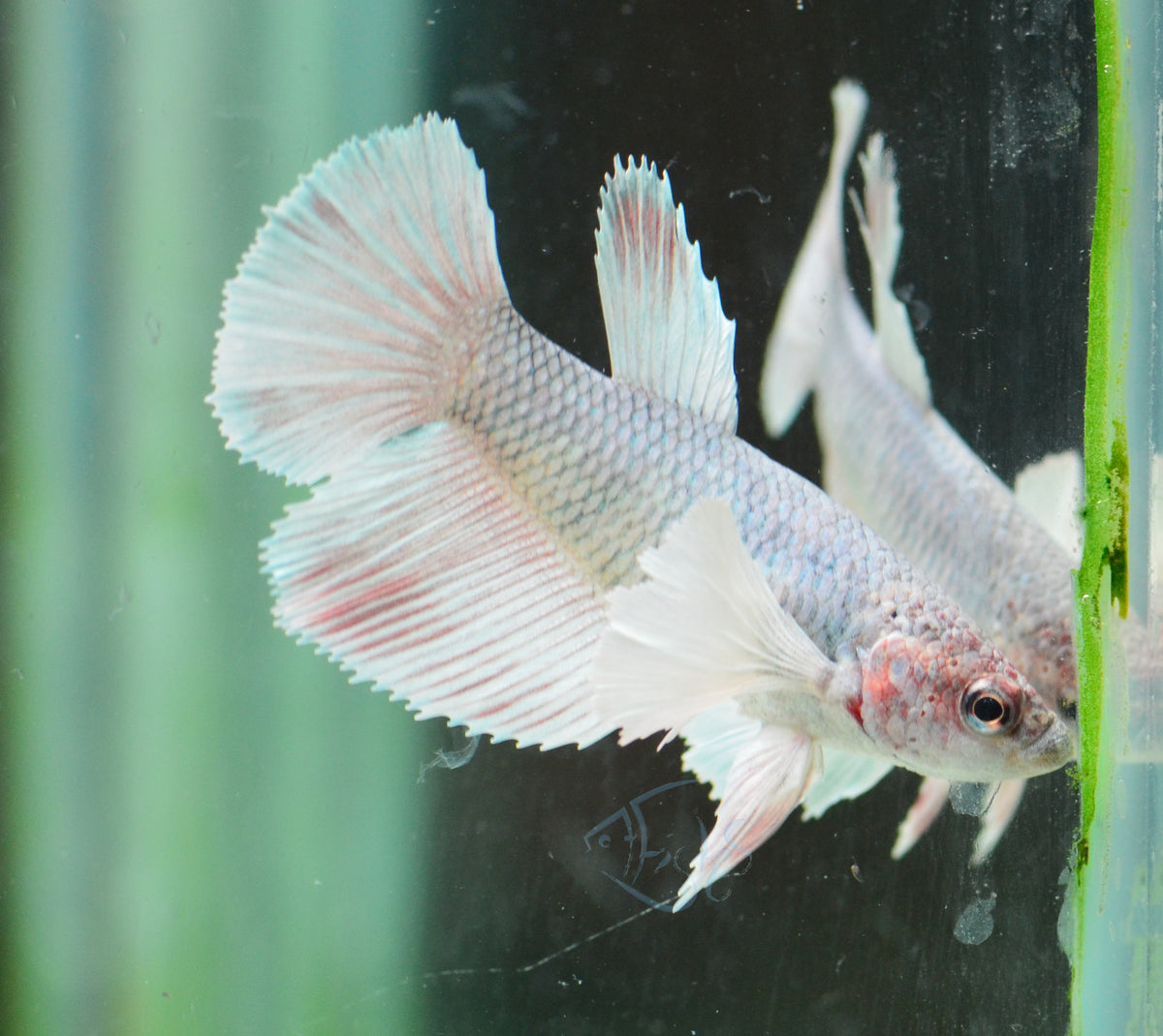 Pastel Dumbo Delta-tail Female