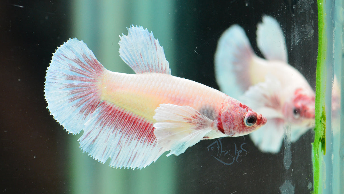 Pink Dumbo Delta-tail Female