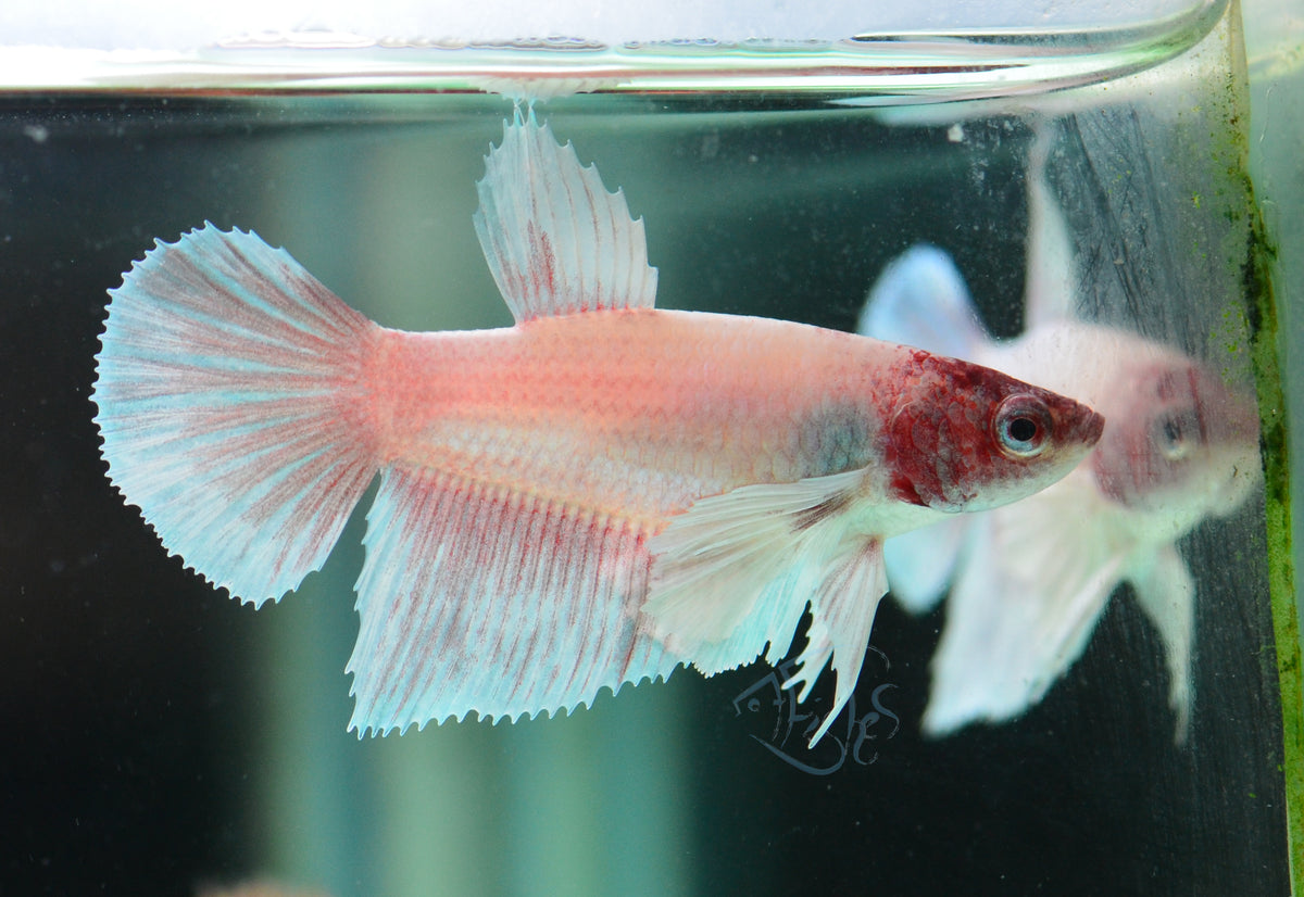 Pink Dumbo Delta-tail Female