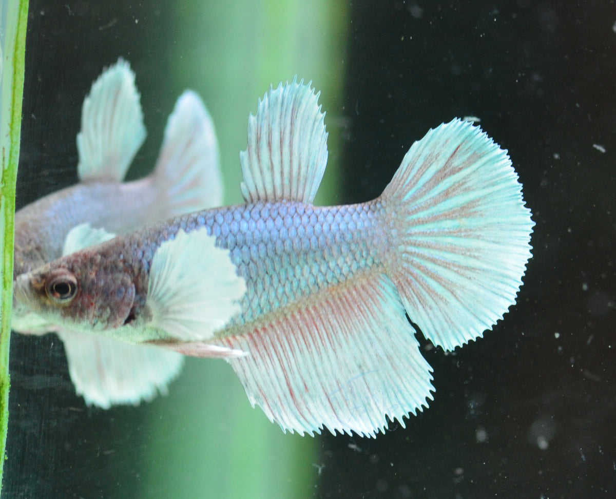 Pastel Dumbo Delta-tail Female