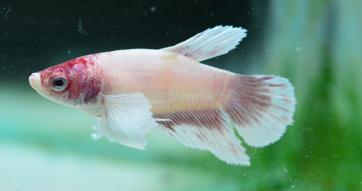 Pink Dumbo Delta-tail Female