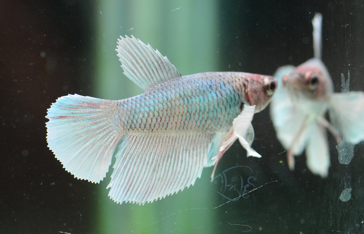 Pastel Dumbo Delta-tail Female