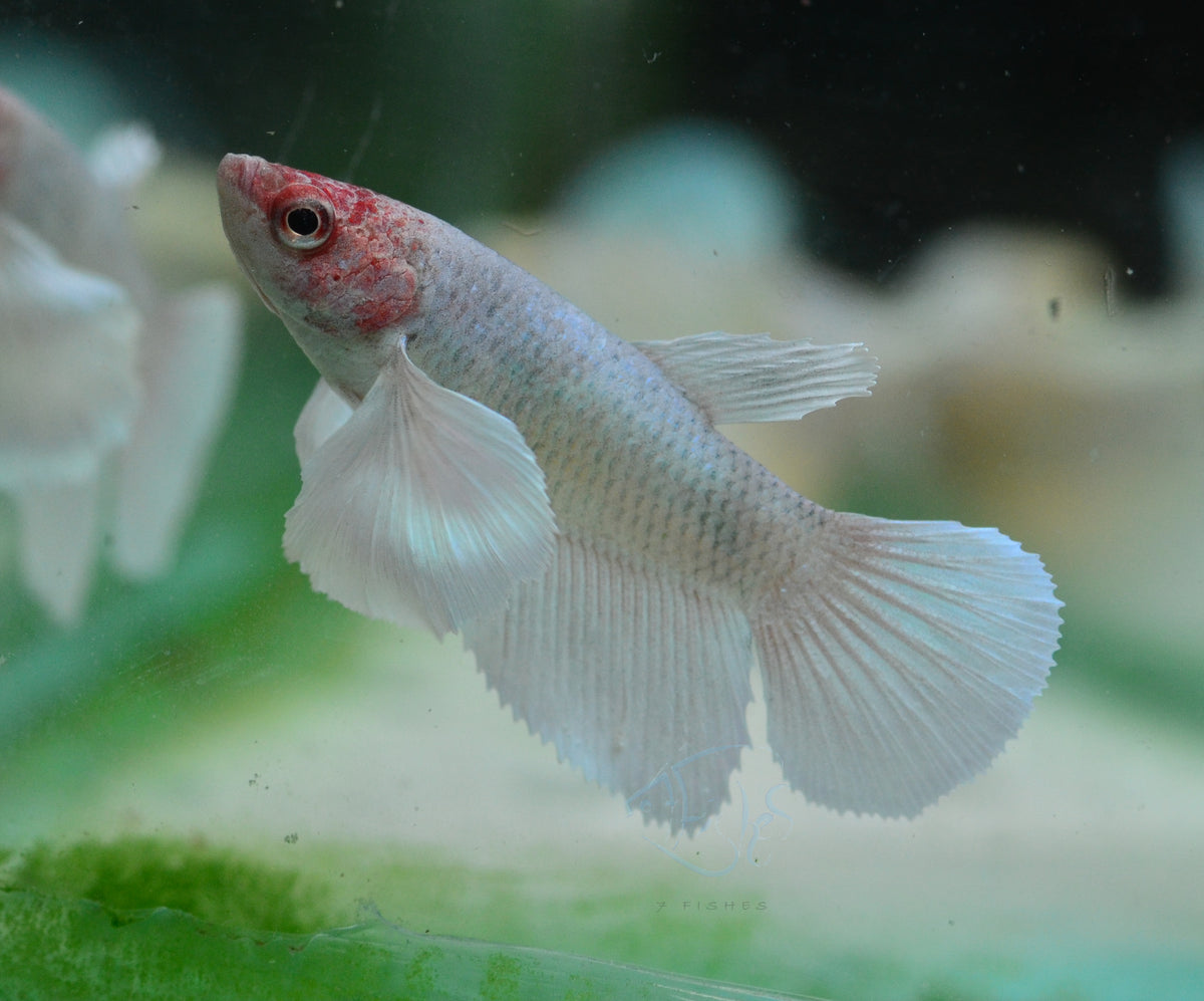Pastel Dumbo Delta-tail Female