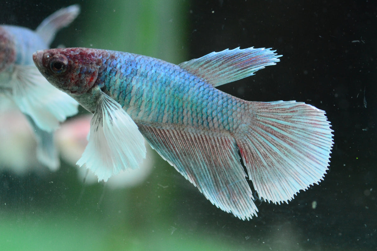 Lavender Dumbo Delta-tail Female