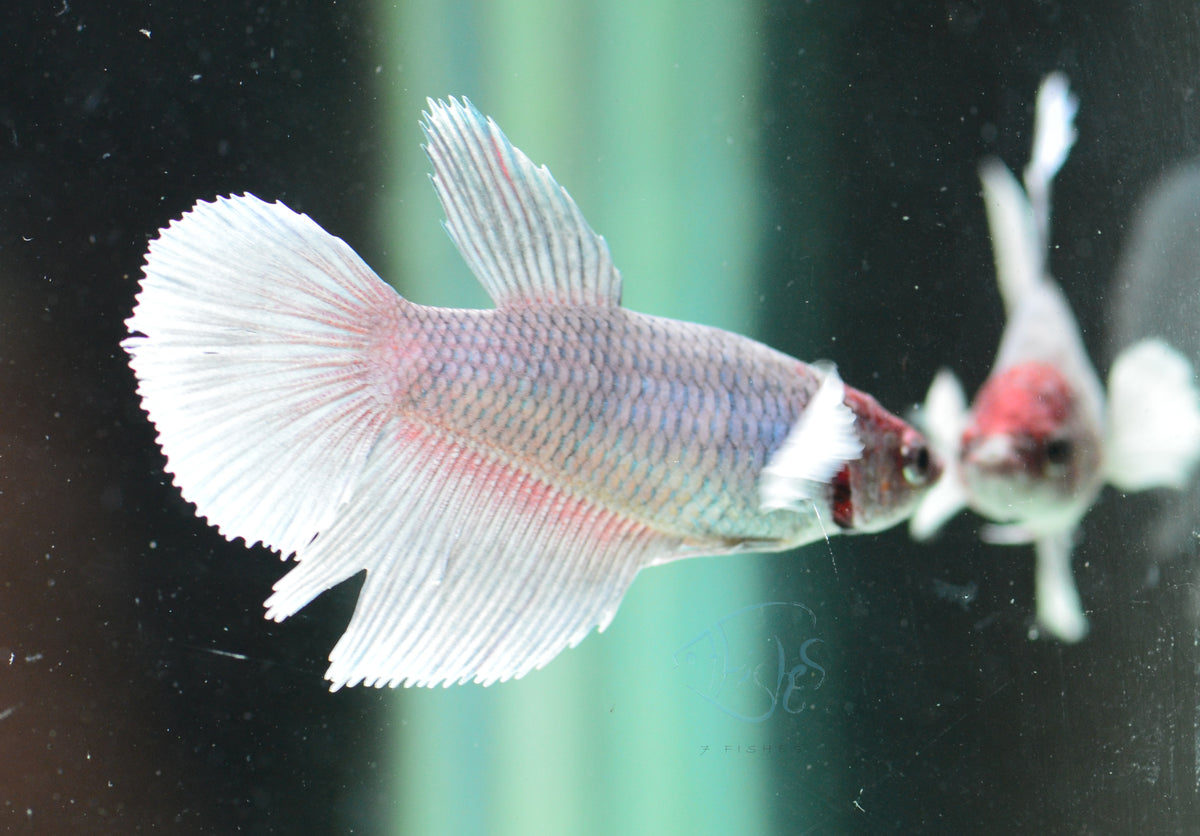 Lavender Dumbo Delta-tail Female