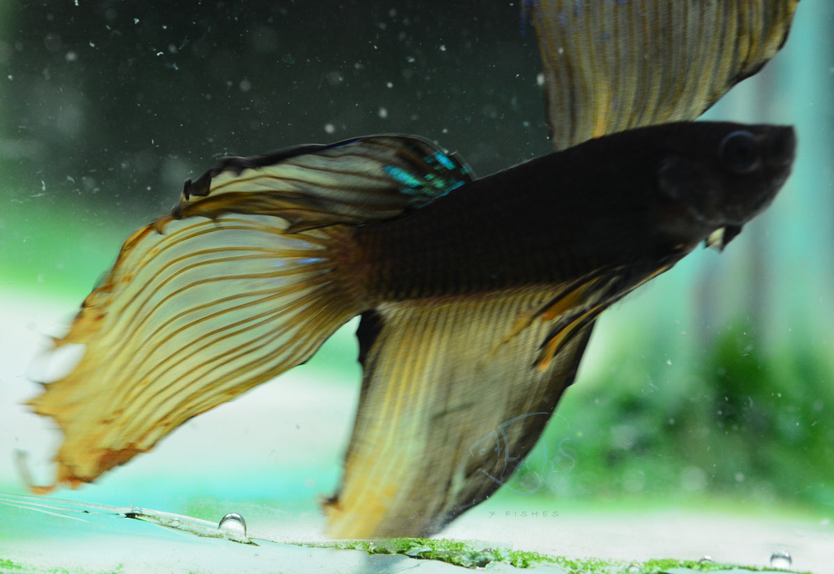 Mustard Veiltail Male