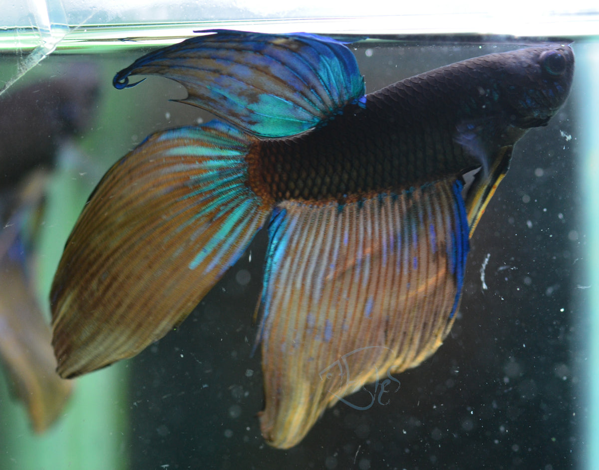 Avatar Veiltail Male