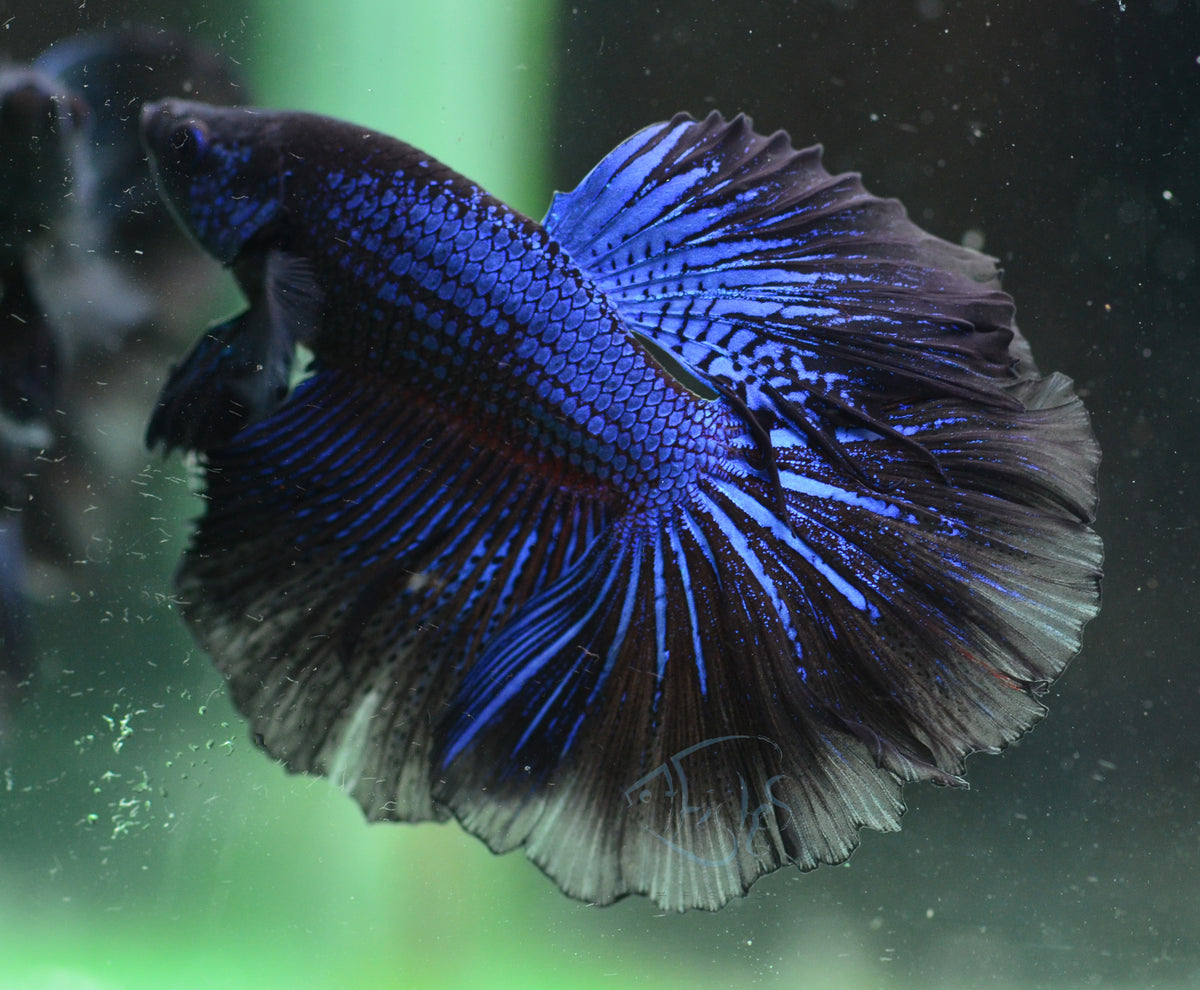 Blue Black Halfmoon Male