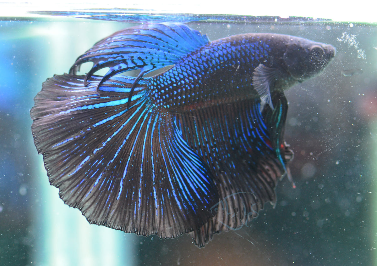 Blue Black Halfmoon Male