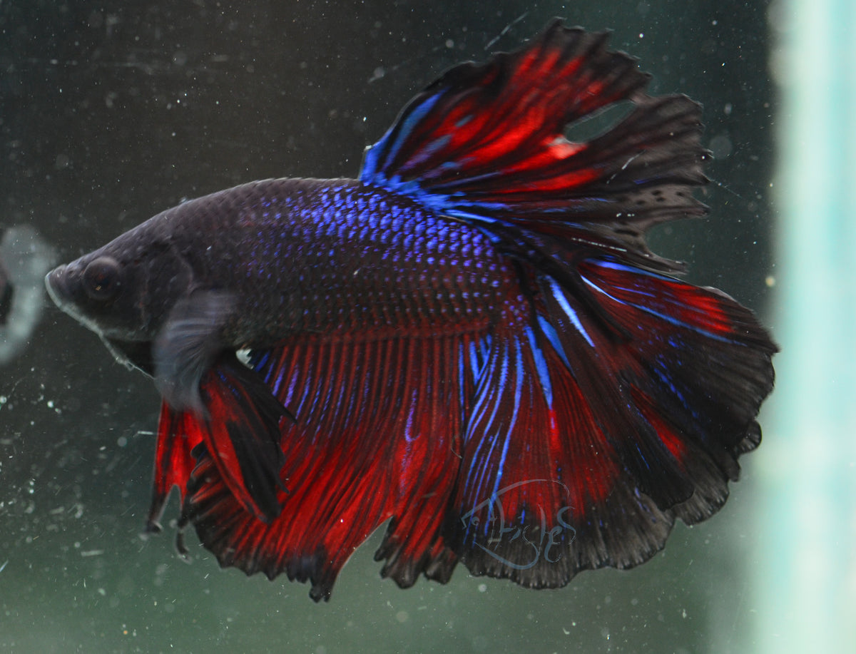 Blue Black Halfmoon Male