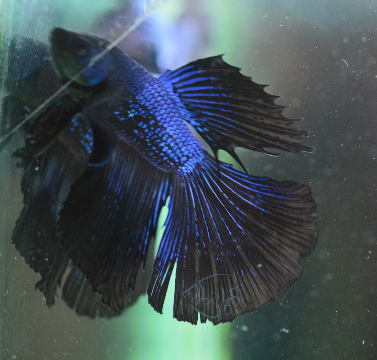 Blue Black Halfmoon Male