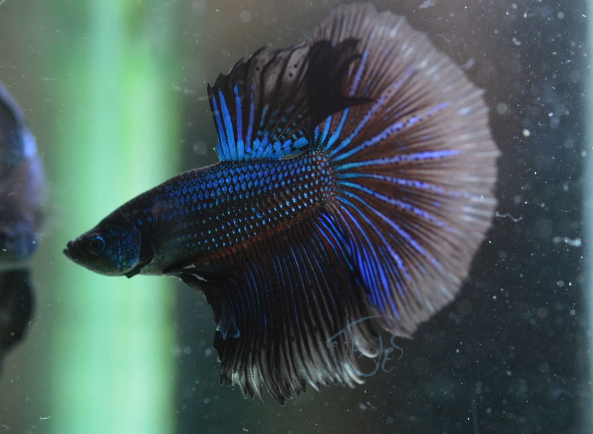 Blue Black Halfmoon Male