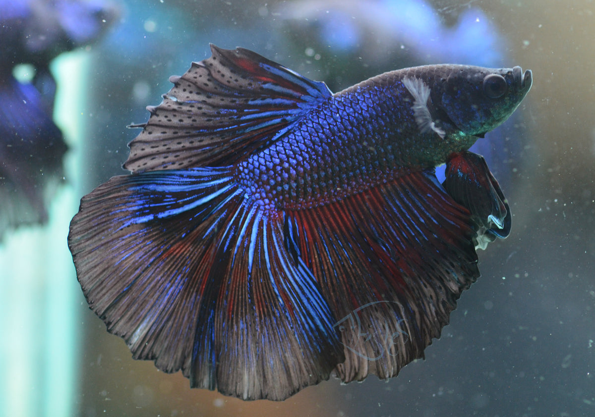 Blue Black Halfmoon Male