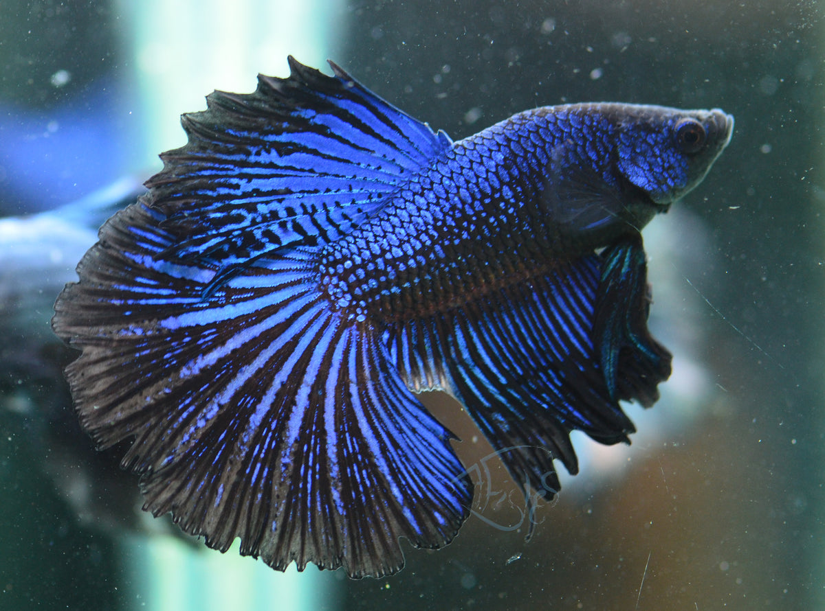 Blue Black Halfmoon Male