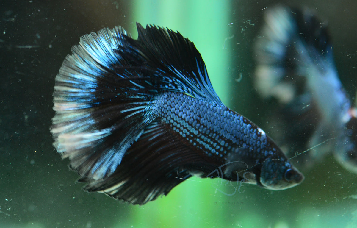 Blue Black Halfmoon Male
