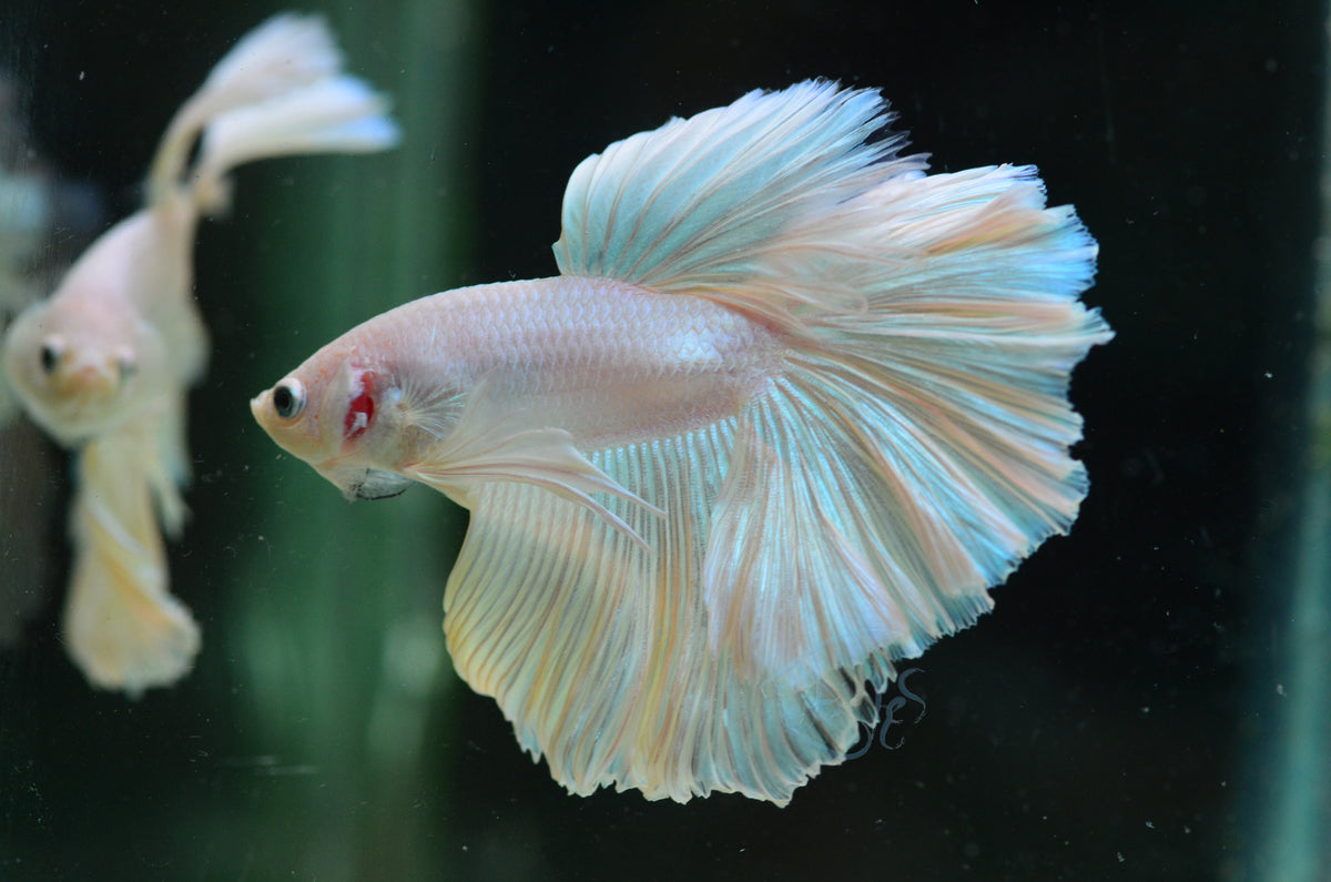 Platinum Halfmoon Male