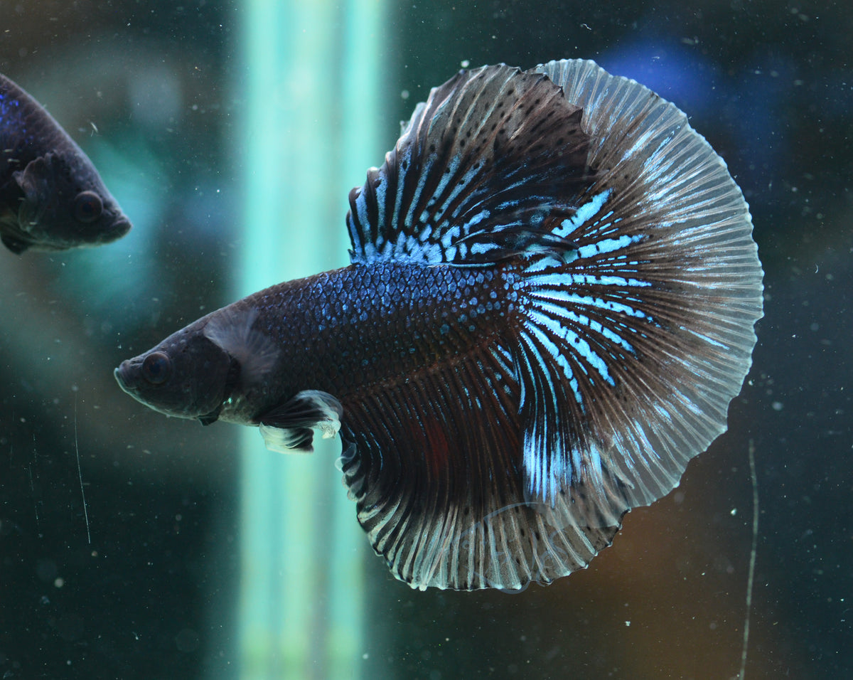 Blue Black Halfmoon Male