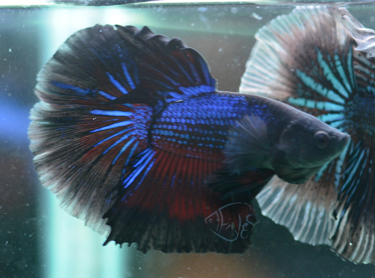 Blue Black Halfmoon Male
