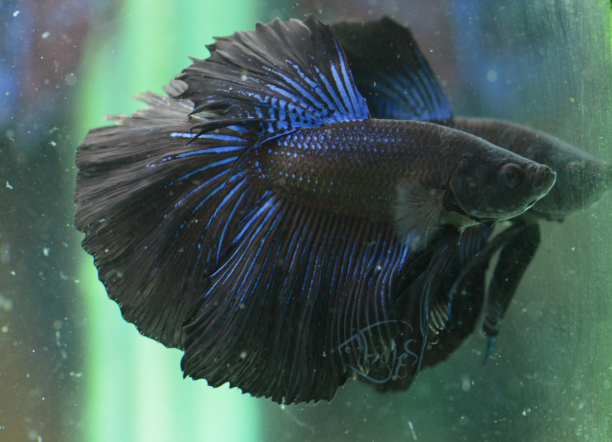 Blue Black Halfmoon Male