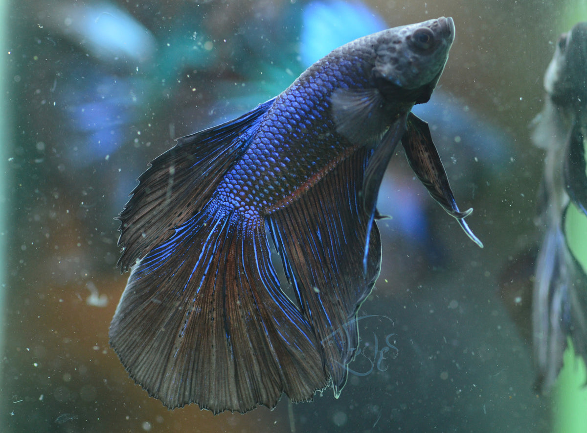 Blue Black Halfmoon Male