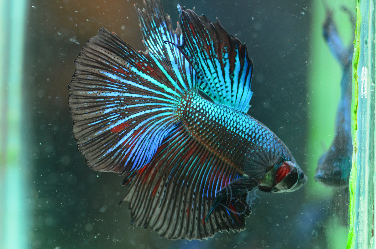 Blue Black Halfmoon Male