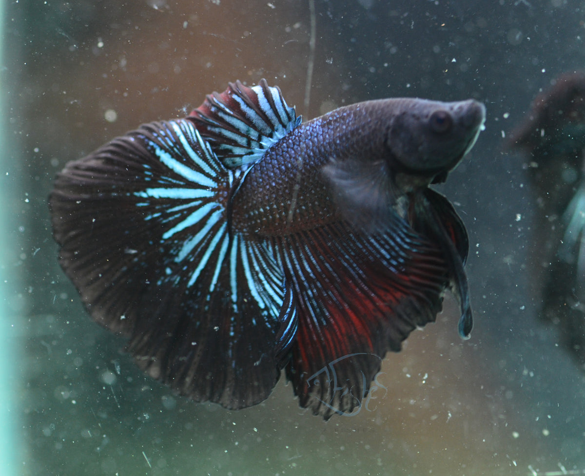 Blue Black Halfmoon Male