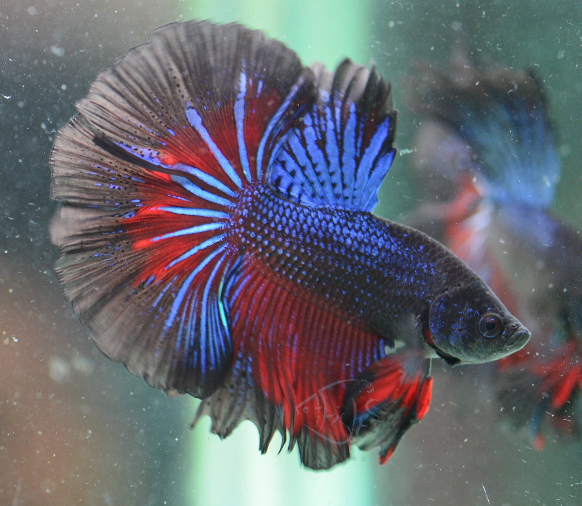 Blue Black Halfmoon Male