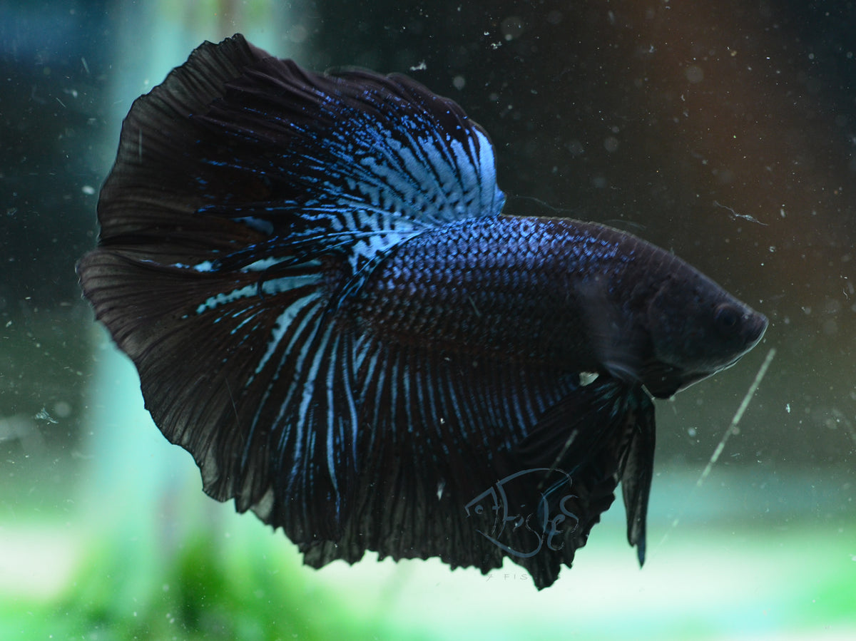 Blue Black Halfmoon Male