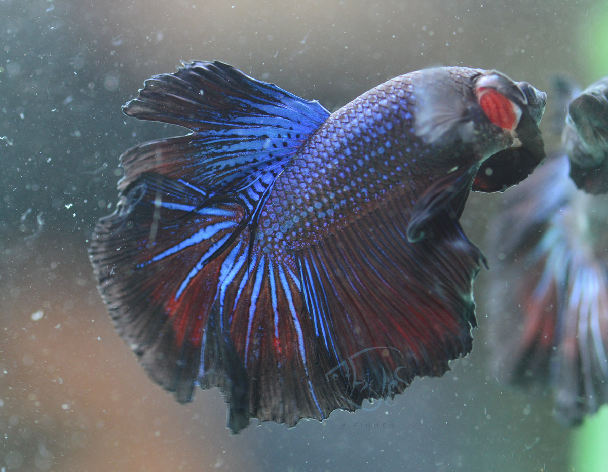 Blue Black Halfmoon Male