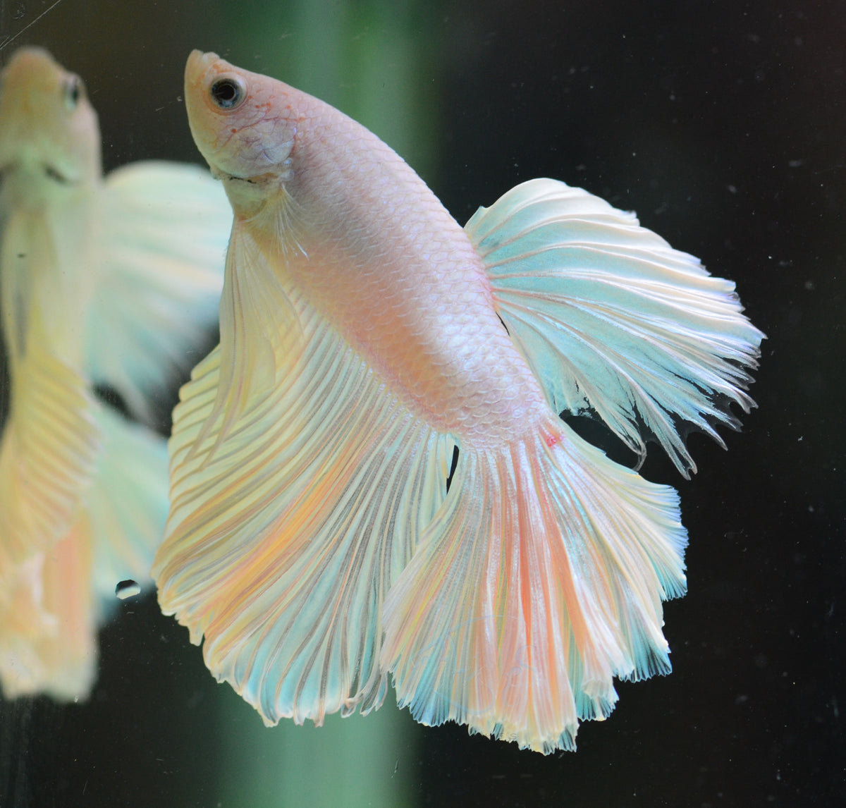 Platinum Halfmoon Male