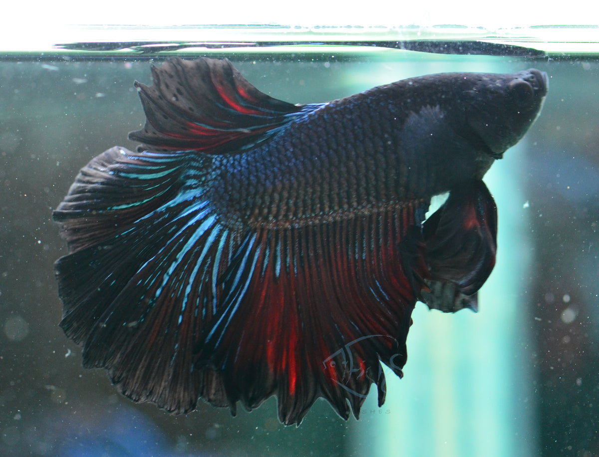 Blue Black Halfmoon Male