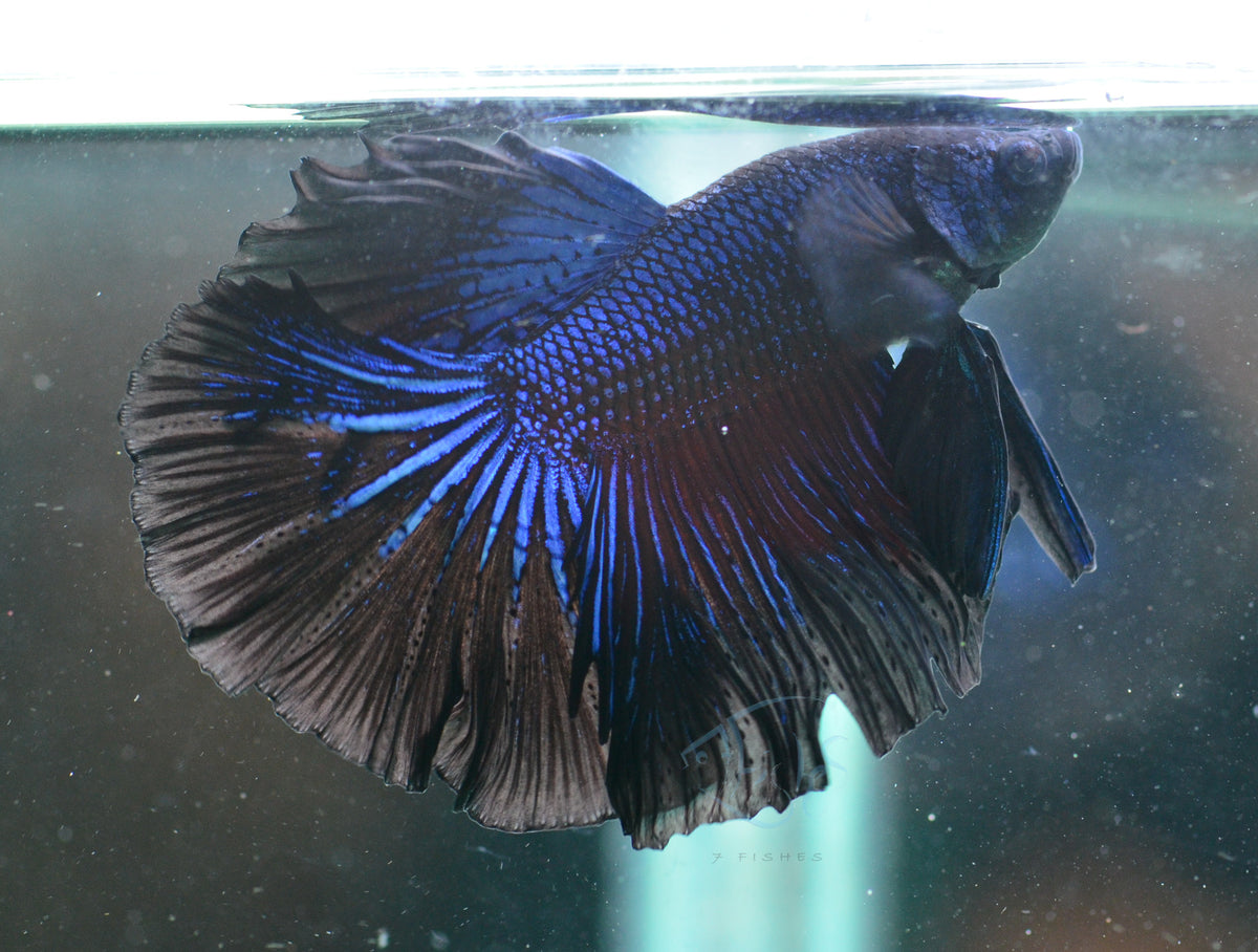 Blue Black Halfmoon Male