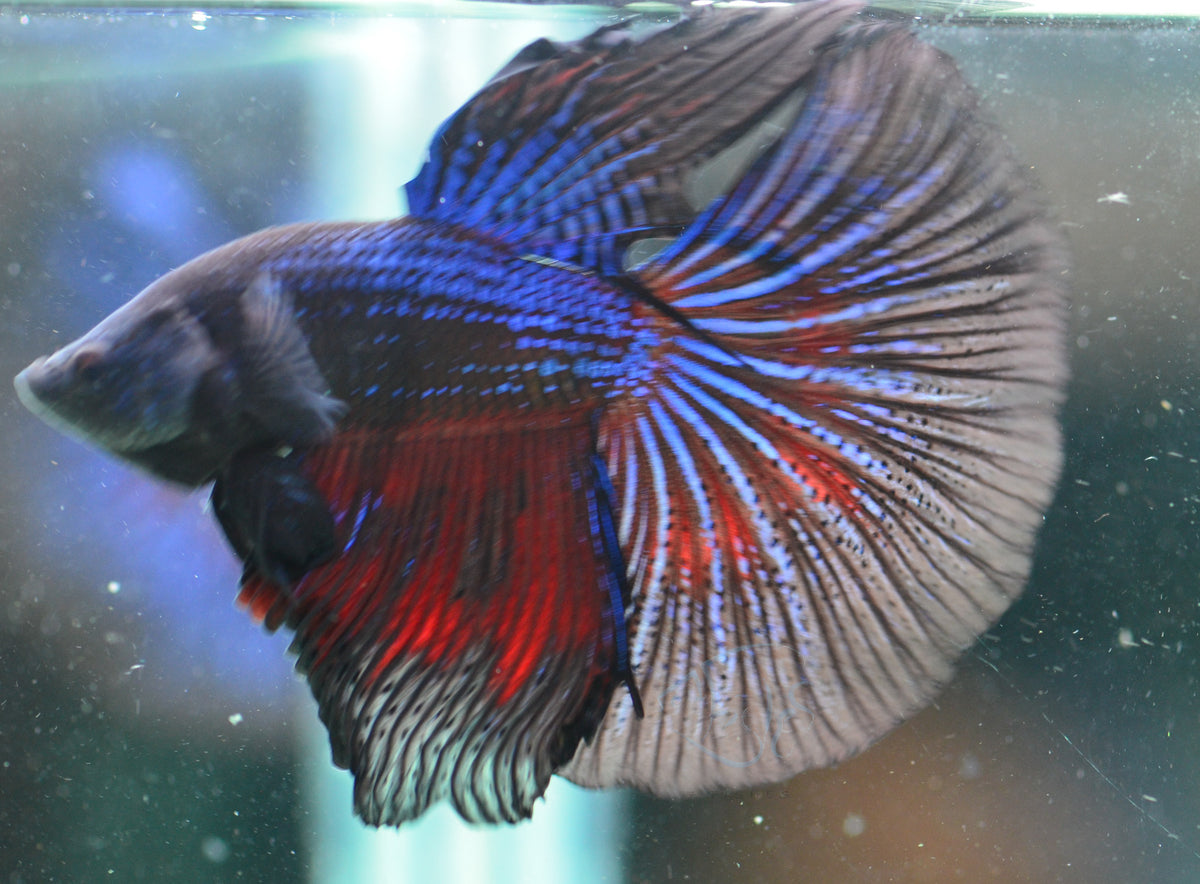 Blue Black Halfmoon Male