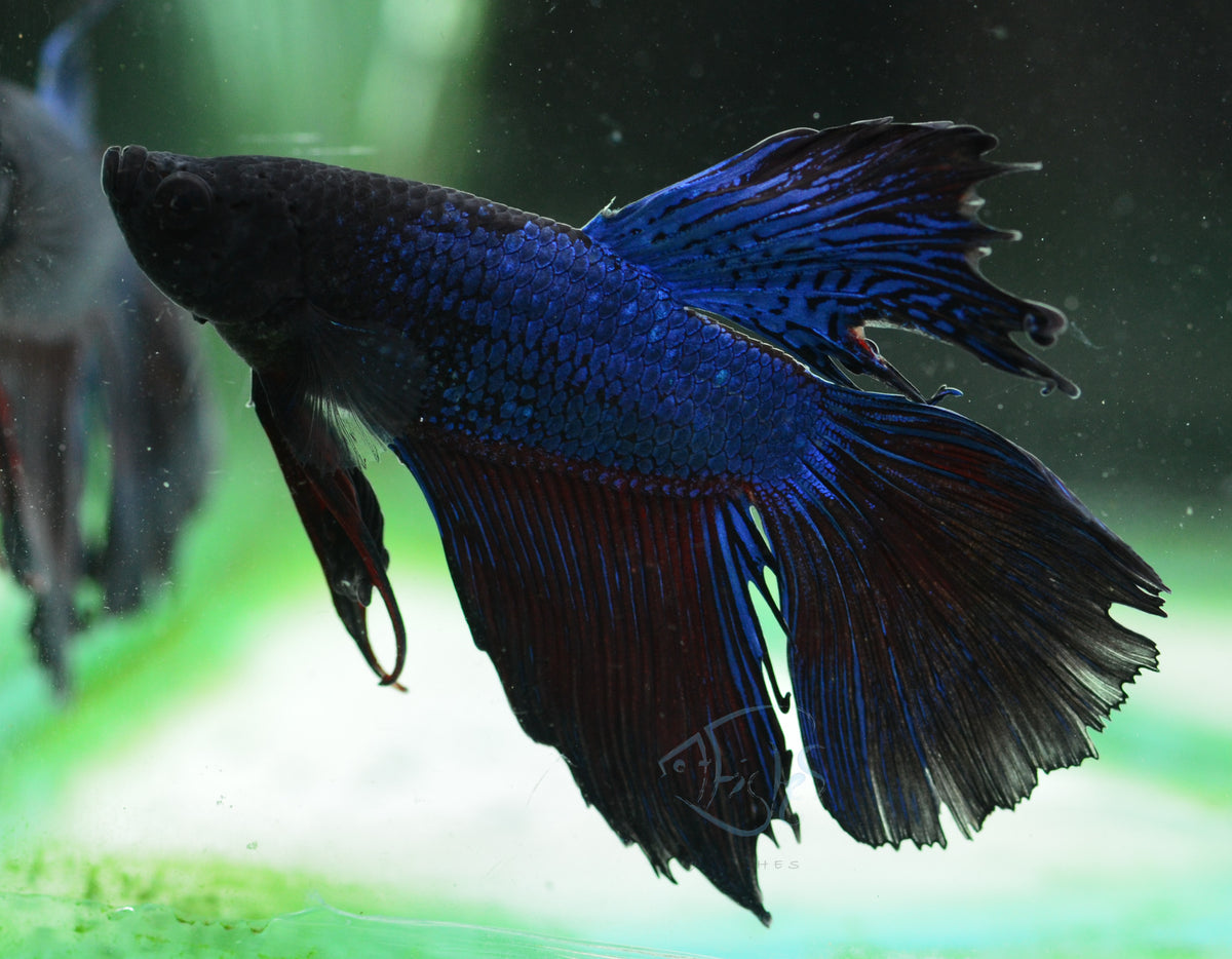 Blue Black Delta-tail Male