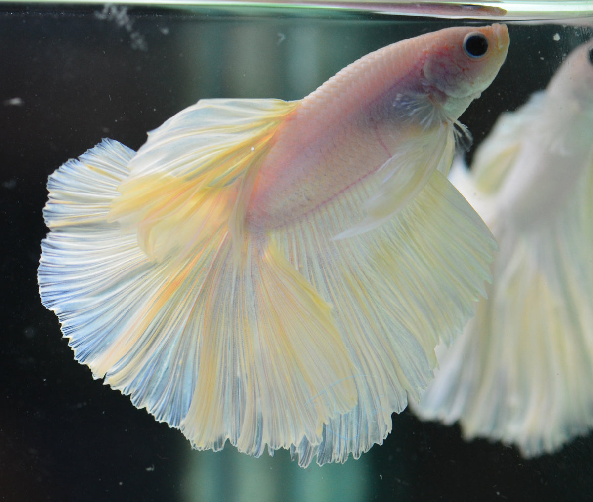 Platinum Halfmoon Male