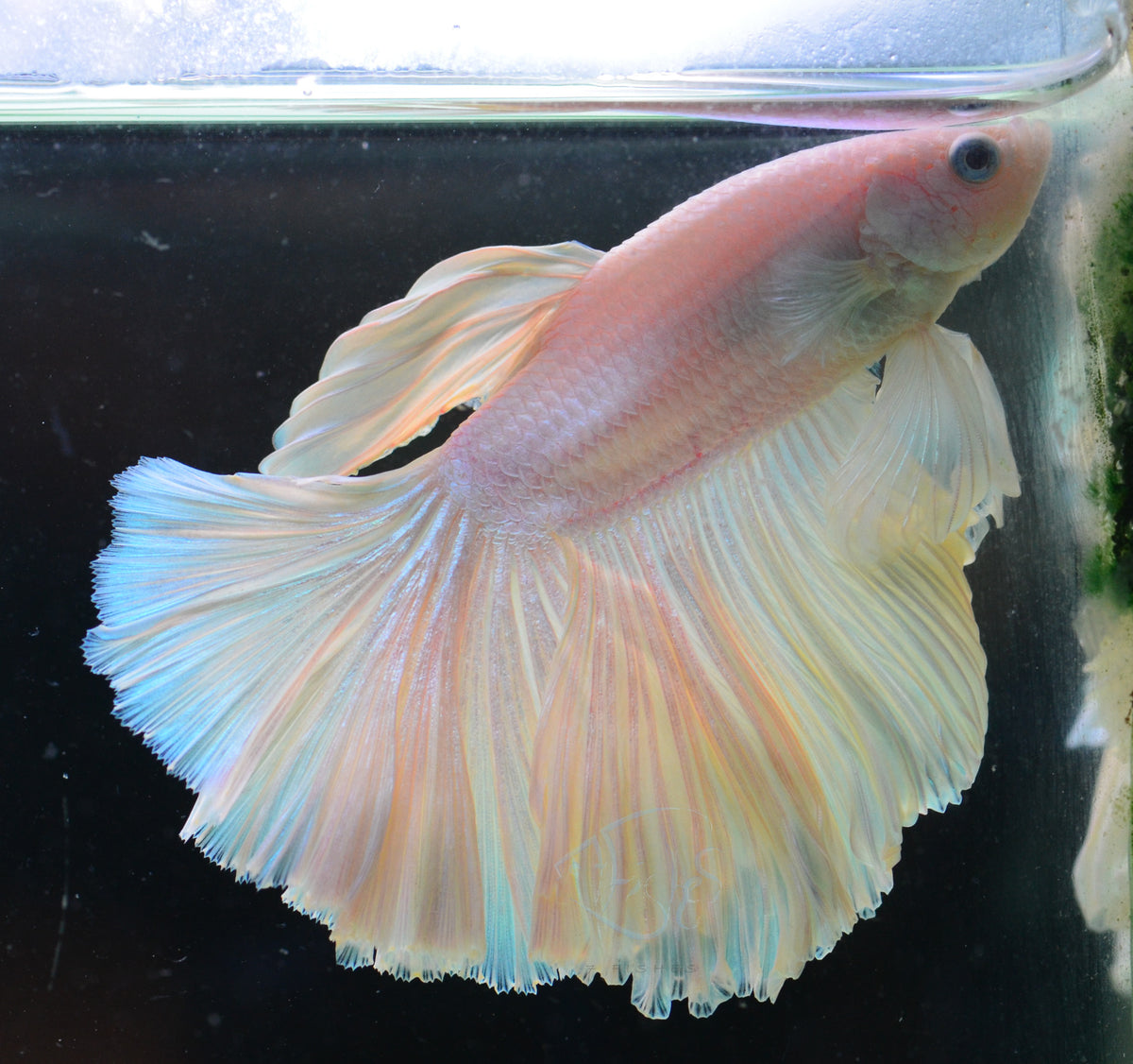 Platinum Halfmoon Male