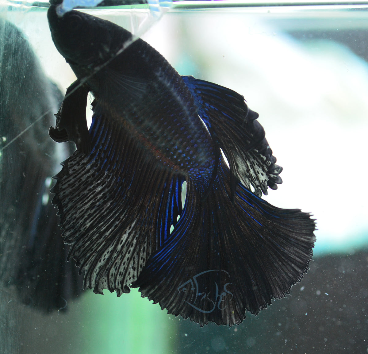 Blue Black Delta-tail Male