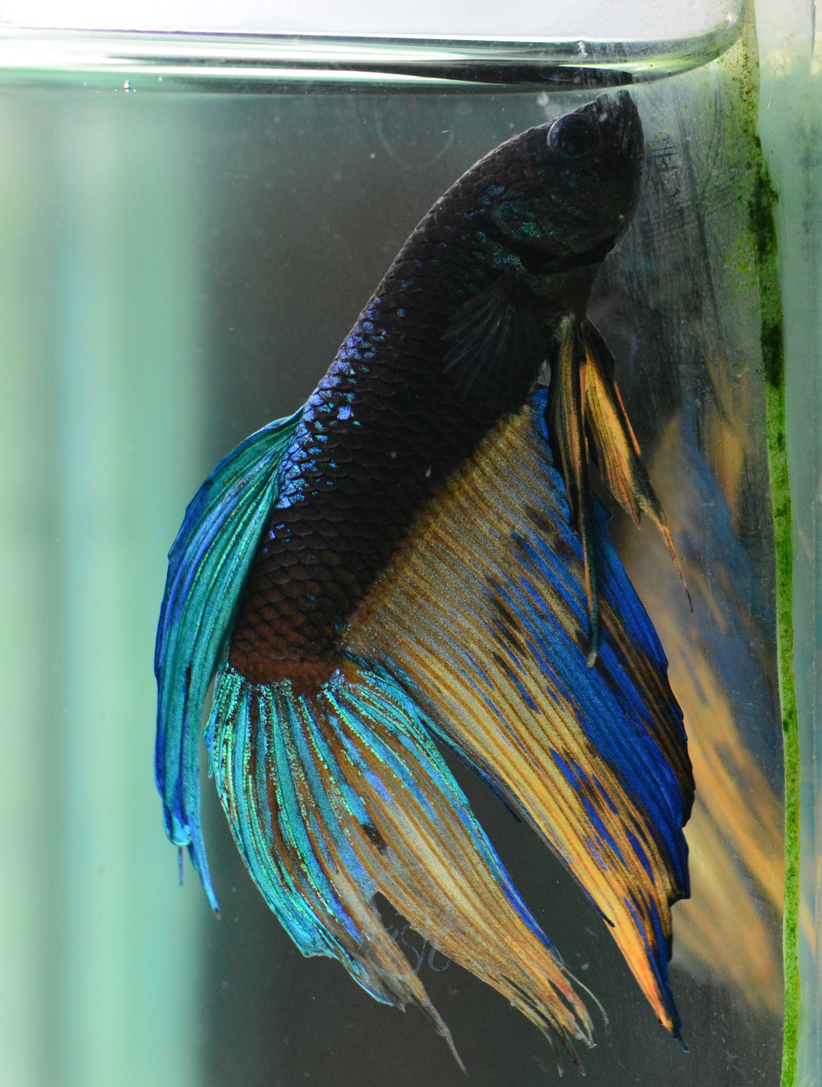 Avatar Veiltail Male