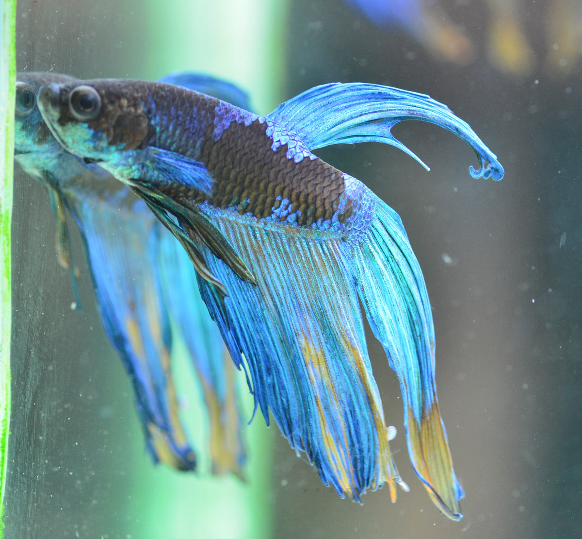 Avatar Veiltail Male