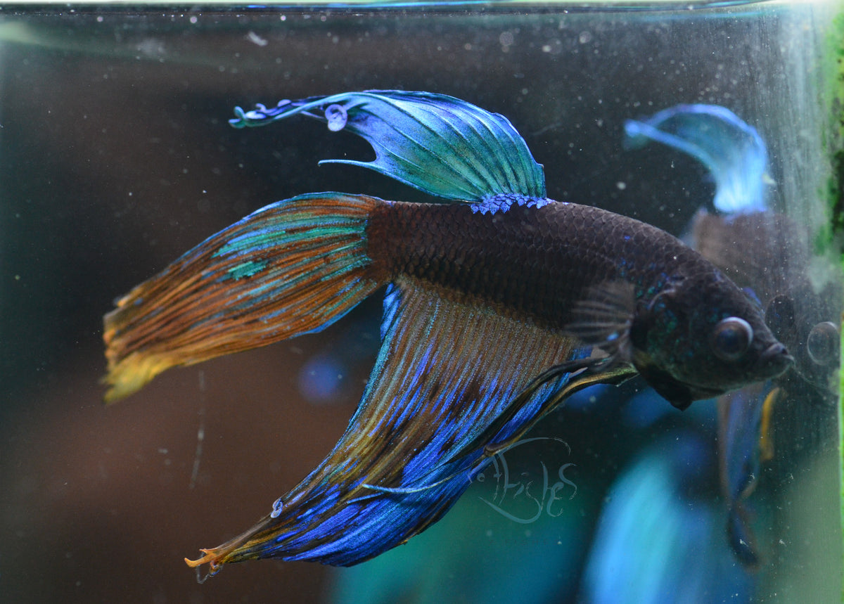 Avatar Veiltail Male