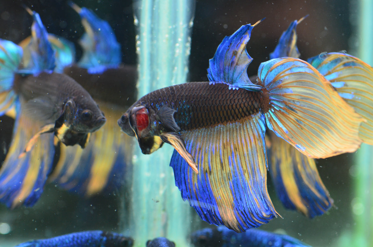 Avatar Veiltail Male
